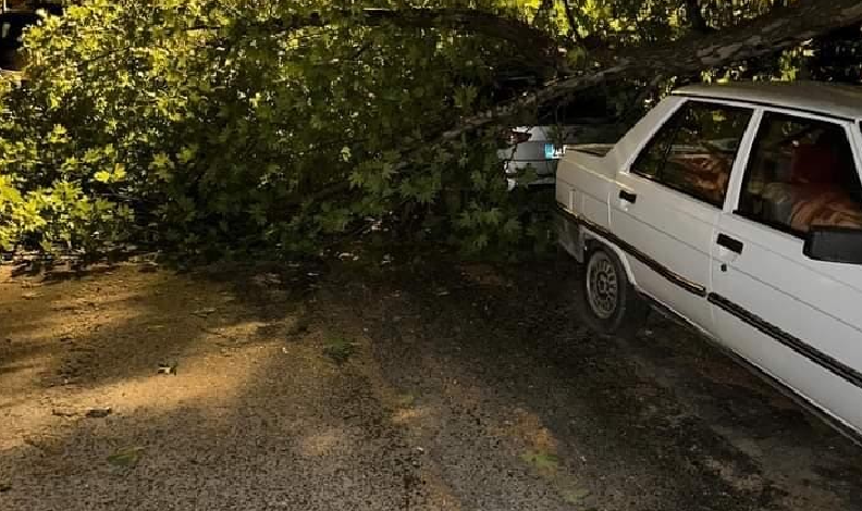 Elazığ’da fırtınanın etkisiyle araçların üzerine ağaç devrildi