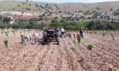 Bin 500 liraya çalıştıracak günübirlik işçi bulamıyor