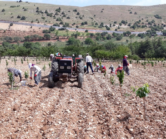 Bin 500 liraya çalıştıracak günübirlik işçi bulamıyor