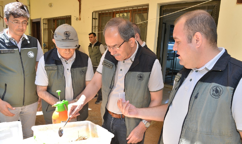 Mersin'de orman zararlılarıyla biyolojik mücadele sürüyor