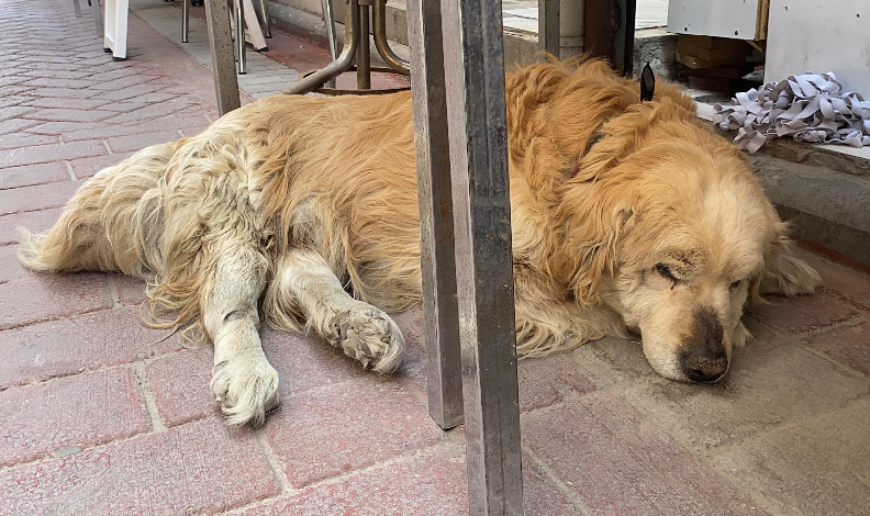 Esnafın maskotu: "Diren" köpek