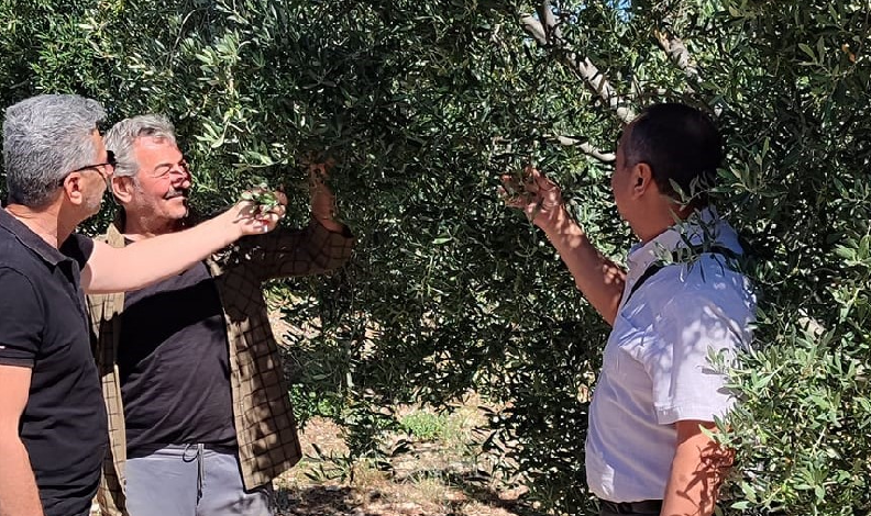 Zeytin bahçelerinin röntgeni çekildi