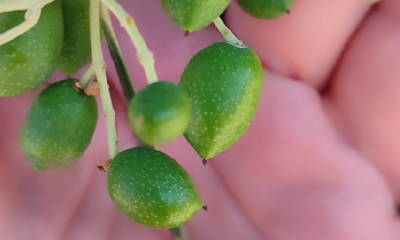 Zeytin bahçelerinin röntgeni çekildi