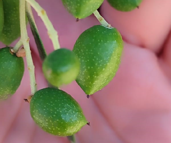 Zeytin bahçelerinin röntgeni çekildi