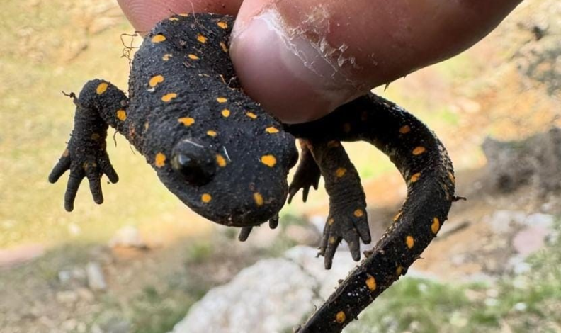 Elazığ’da ‘sarı benekli semender’ görüldü