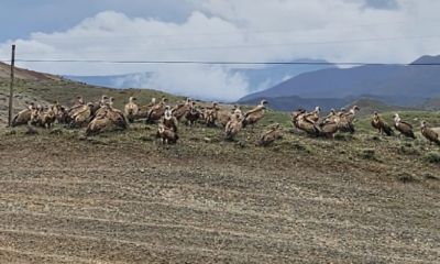 Kars-Iğdır yolunda akbaba sürüsü görüntülendi