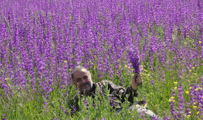 tarlası Rönesans tablosuna döndü