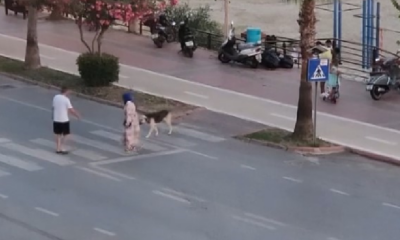 korkan köpeği dakikalarca beklediler