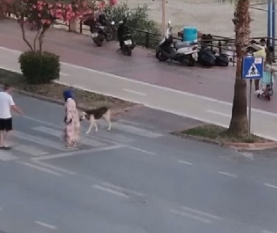 korkan köpeği dakikalarca beklediler