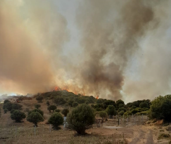 İzmir'de otluk ve zeytinlik alanda yangın