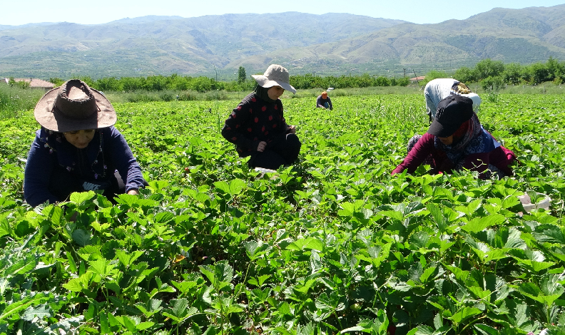 Malatya’da “kırmızı elmas’ hasadı başladı