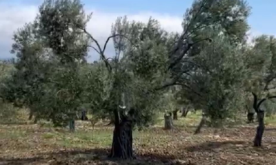 Zeytin üreticilerinden jandarmaya teşekkür