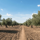 Zeytin güvesine karşı mücadele uyarısı