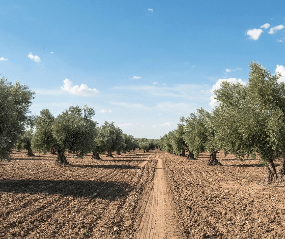 Zeytin güvesine karşı mücadele uyarısı