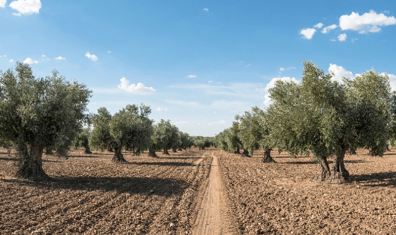 Zeytin güvesine karşı mücadele uyarısı