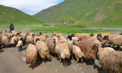 Göçerler Faraşin Yaylası'na ulaştı