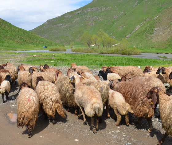 Göçerler Faraşin Yaylası'na ulaştı