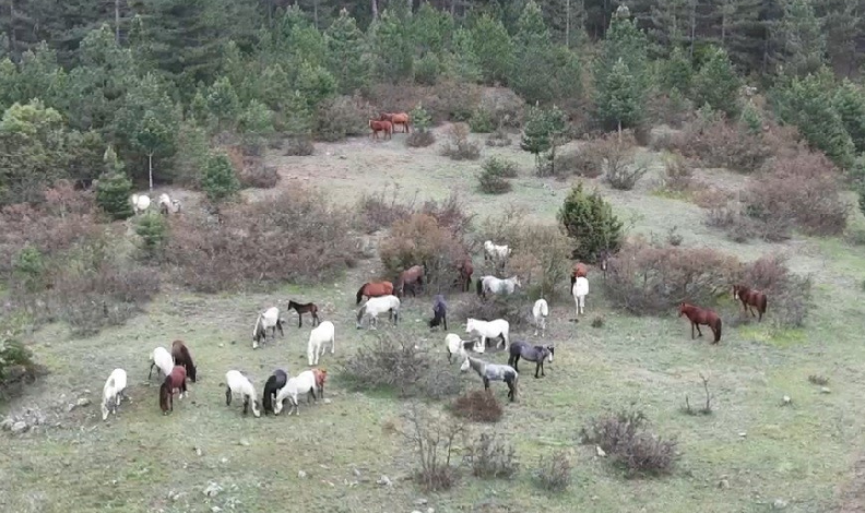 Yaban atları yavruları ile görüntülendi