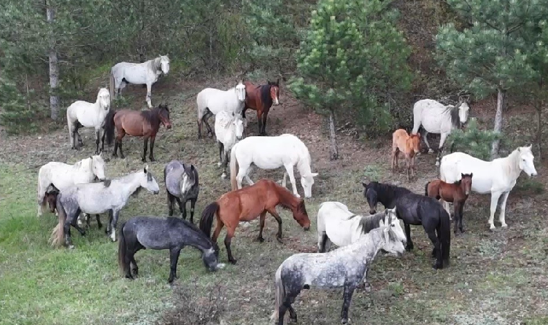 Yaban atları yavruları ile görüntülendi