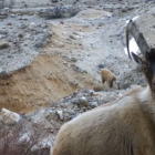 Yaban hayvanları fotokapana yansıdı