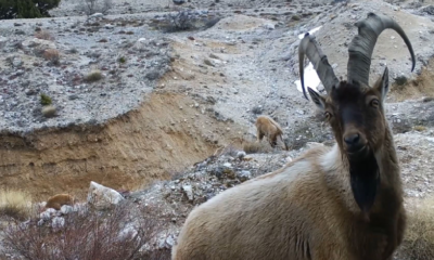 Yaban hayvanları fotokapana yansıdı