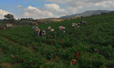 Erzincan'da kapya biber yaygınlaşıyor