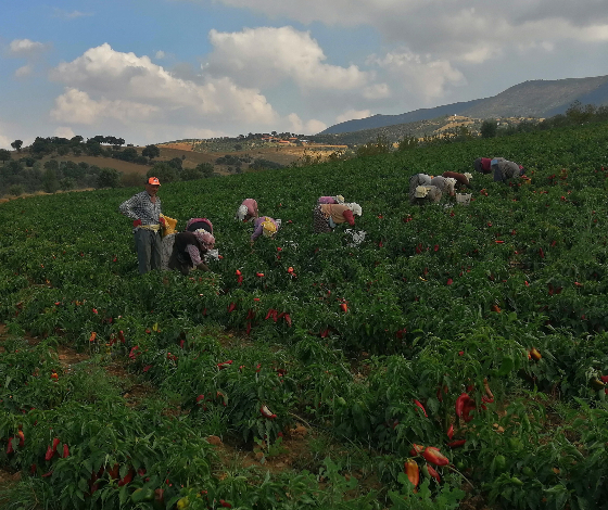 Erzincan'da kapya biber yaygınlaşıyor