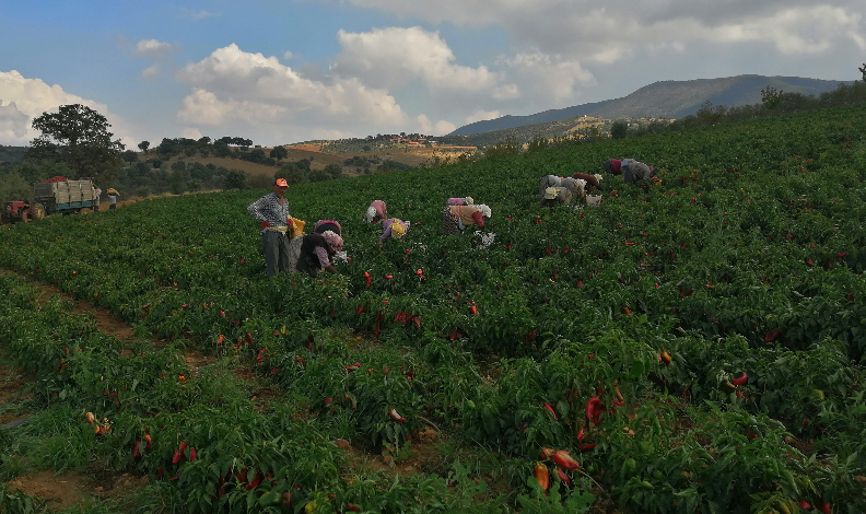 Erzincan'da kapya biber yaygınlaşıyor