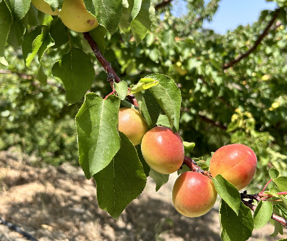 Kavurucu sıcakta zorlu hasat