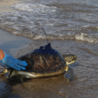 yeşil deniz kaplumbağaları denize bırakıldı