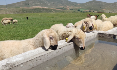 mera alanları yeşilleniyor