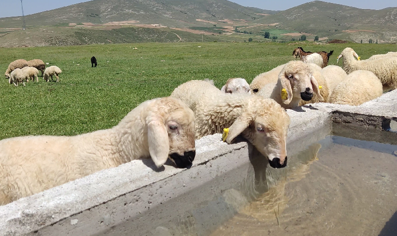 mera alanları yeşilleniyor