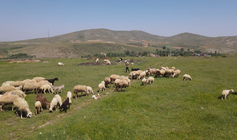 mera alanları yeşilleniyor