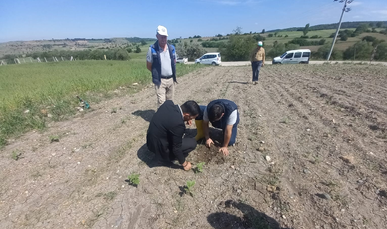 tarlalarında hastalık kontrolleri yapıldı