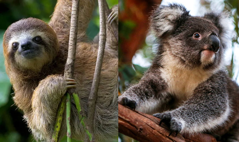 koala hakkında kısa bilgi, koala keseli mi, ağaçta uyuyan koala, ağaçtan kovulan koala