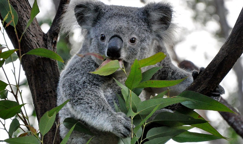 koala sarılması, yeni doğmuş koala, koala tembel hayvan, koala ve tembel hayvan