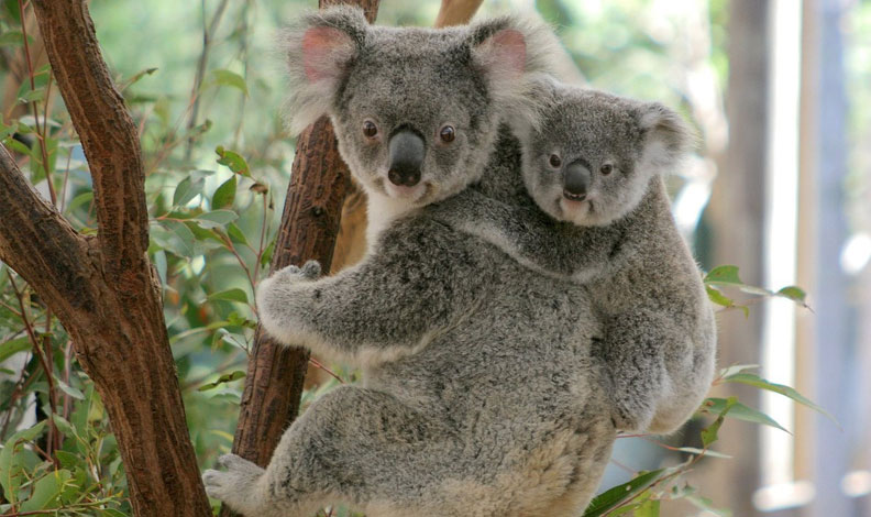 koala ile ilgili bilgiler, koala özellikleri, koala nerede yaşar