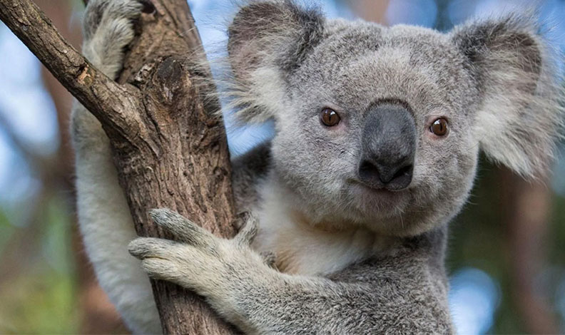 koala