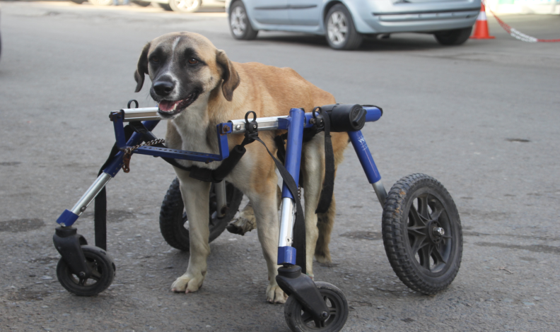 sakat-köpek-hayata-geri-döndü