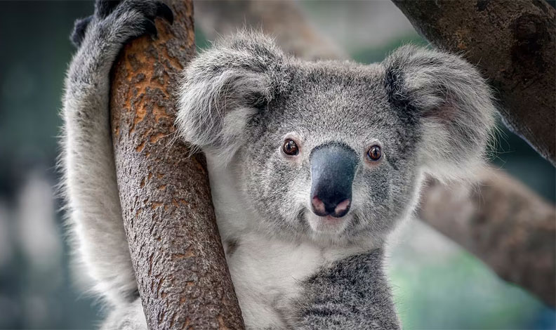 koala yavrusunu nasıl besler