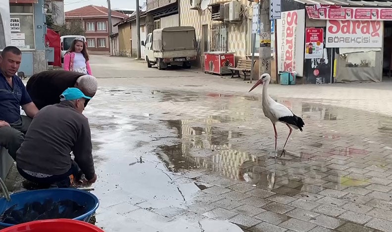 Bilal leylek'in duruşu